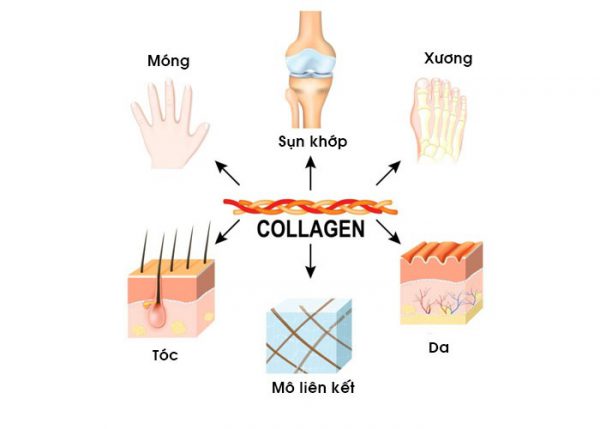 Collagen là gì? tại sao phải bổ sung collagen?